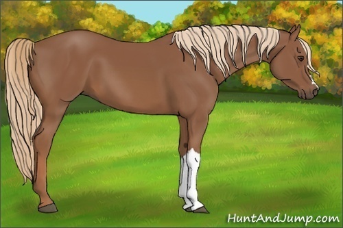 Horse Color:Chestnut 