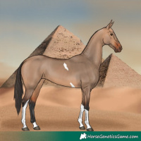 Horse Color:Bay Dun Tobiano 