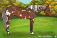 Horse Color:White Spotted Liver Chestnut