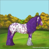 Horse Color:Watercolor Bay Appaloosa 