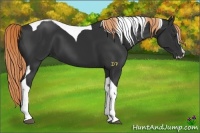 Horse Color:Liver Chestnut Sabino Tobiano 