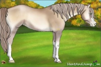 Horse Color:Chocolate Palomino Pearl Onyx 