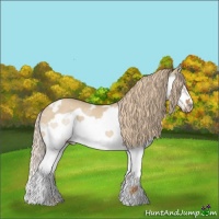 Horse Color:White Spotted Red Dun Splash Frame Rabicano