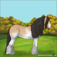 Horse Color:White Spotted Bay Dun Rabicano