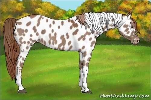 Horse Color:Chestnut Tobiano Appaloosa 