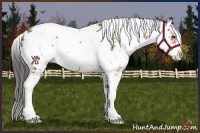 Horse Color:Buckskin Sabino 