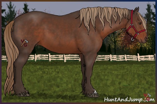 Horse Color:Liver Chestnut 