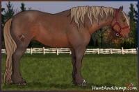 Horse Color:Liver Chestnut 
