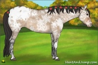 Horse Color:Bay Ice Dun Appaloosa 