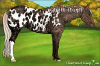 Horse Color:Silver Bay Ice Dun Appaloosa