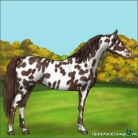 Horse Color:Liver Chestnut Appaloosa