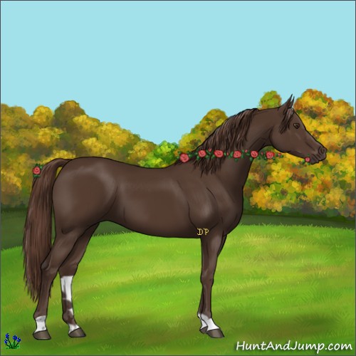 Horse Color:Liver Chestnut 