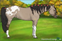 Horse Color:Liver Red Dun Appaloosa