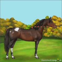 Horse Color:Liver Chestnut Sabino Appaloosa 