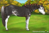 Horse Color:Liver Chestnut Sabino 