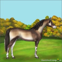 Horse Color:Liver Red Onyx Sabino 