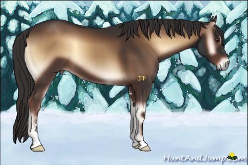 Horse Color:Liver Red Onyx Sabino
