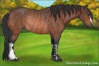 Horse Color:Brown Rabicano and Bay Rabicano