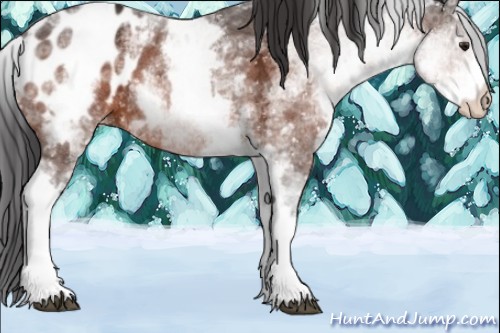 Horse Color:White Spotted Brown Ice Appaloosa 
