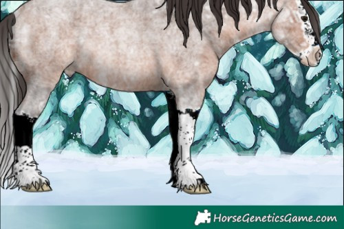Horse Color:Bay Ice Roan Splash Rabicano