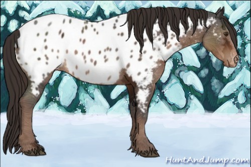 Horse Color:Liver Chestnut Ice Sabino Near Leopard