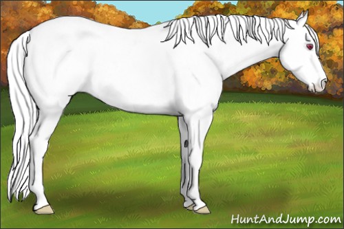 Horse Color:Liver Chestnut Chinchilla Sabino Splash Tobiano 