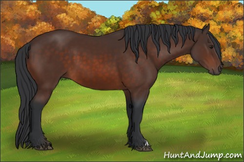 Horse Color:Brown 