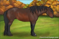Horse Color:Brown 