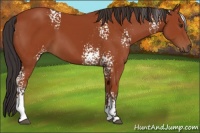 Horse Color:White Spotted Brown 