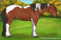 Horse Color:Brown Tobiano 