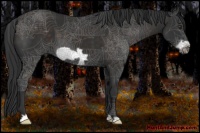 Horse Color:Liver Chestnut Frame 