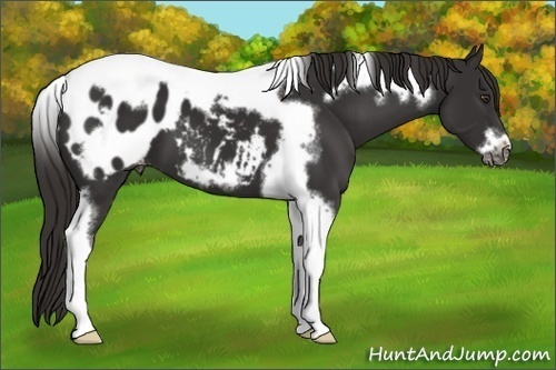 Horse Color:Liver Chestnut Tobiano Frame Appaloosa 