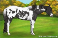 Horse Color:Liver Chestnut Tobiano Frame Appaloosa 