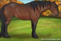 Horse Color:Brown 