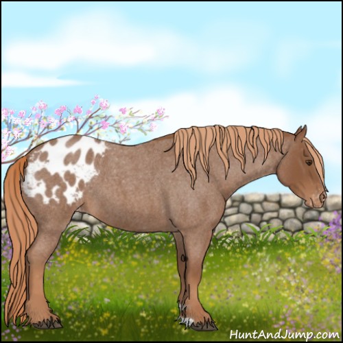 Horse Color:Red Roan Appaloosa 