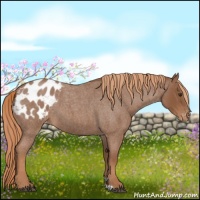 Horse Color:Red Roan Appaloosa 