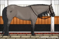 Horse Color:Grullo 