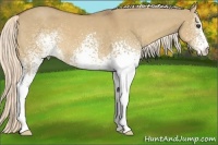 Horse Color:White Spotted Palomino Dun 