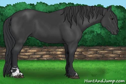 Horse Color:Black Sabino