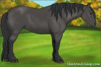 Horse Color:Black 