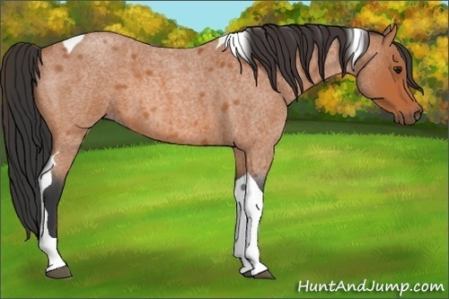 Horse Color:Bay Roan Tobiano