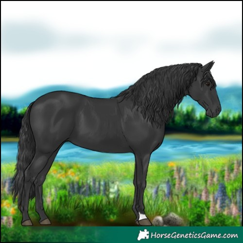 Horse Color:Black 