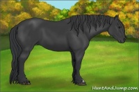 Horse Color:Black 