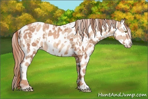 Horse Color:Gold Champagne Appaloosa and Gold Champagne Dun Appaloosa