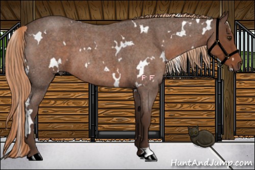 Horse Color:White Spotted Liver Red Roan 