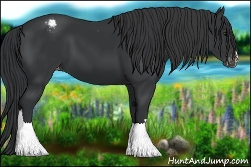 Horse Color:Black Appaloosa 
