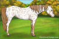 Horse Color:Chestnut Near Leopard