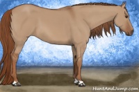 Horse Color:Red Dun 