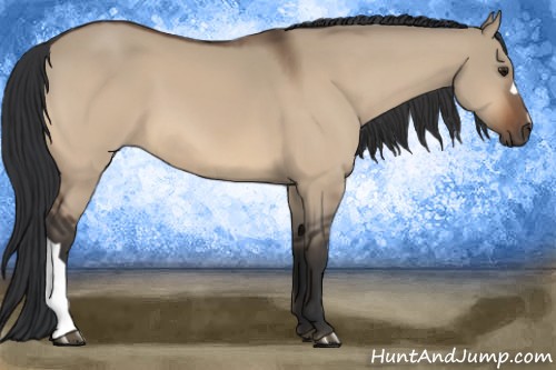 Horse Color:Bay Dun