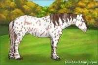 Horse Color:Brown Pearl Sabino Near Leopard 